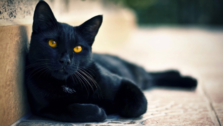 Черно синие фото кота