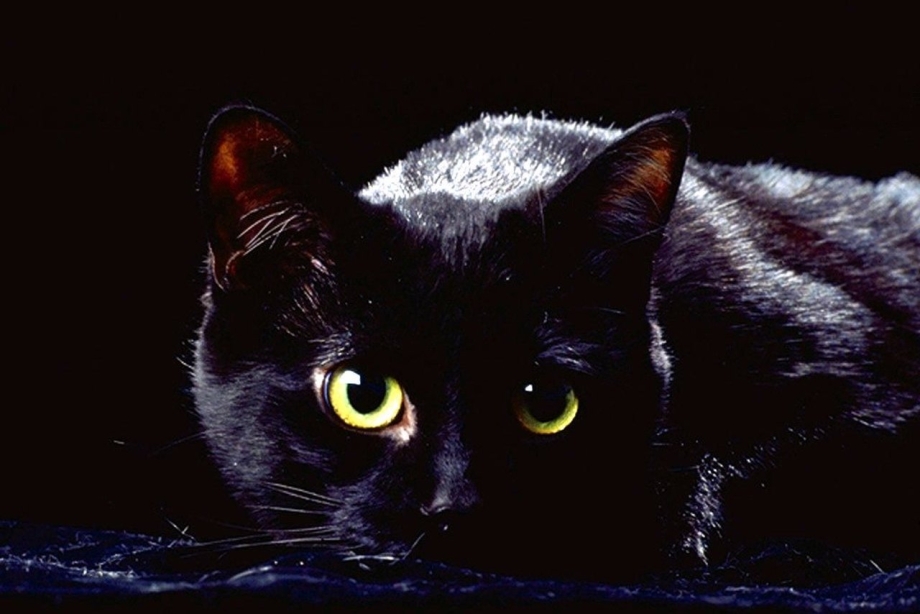 Черная кошка