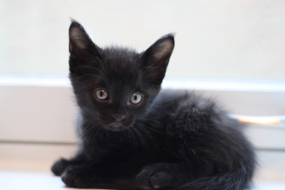 Котята чёрной окраски