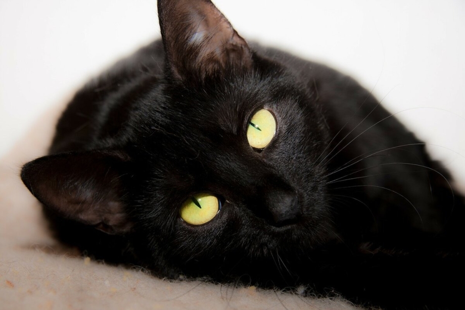 Черные коты