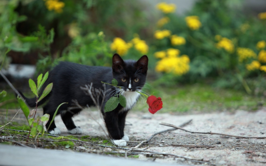 Кот с цветами