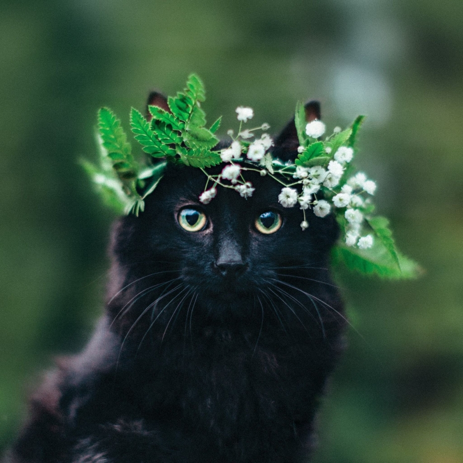 Котик с венком