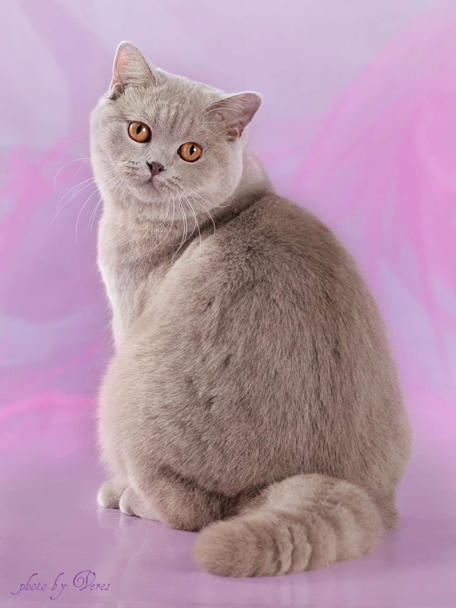 Лиловый британец кот