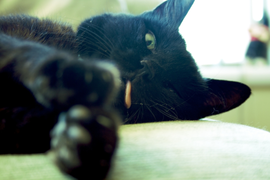 Черная кошка с котятами