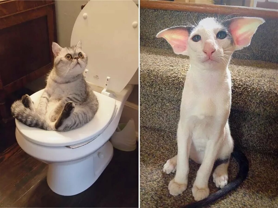 Смешные коты до слёз