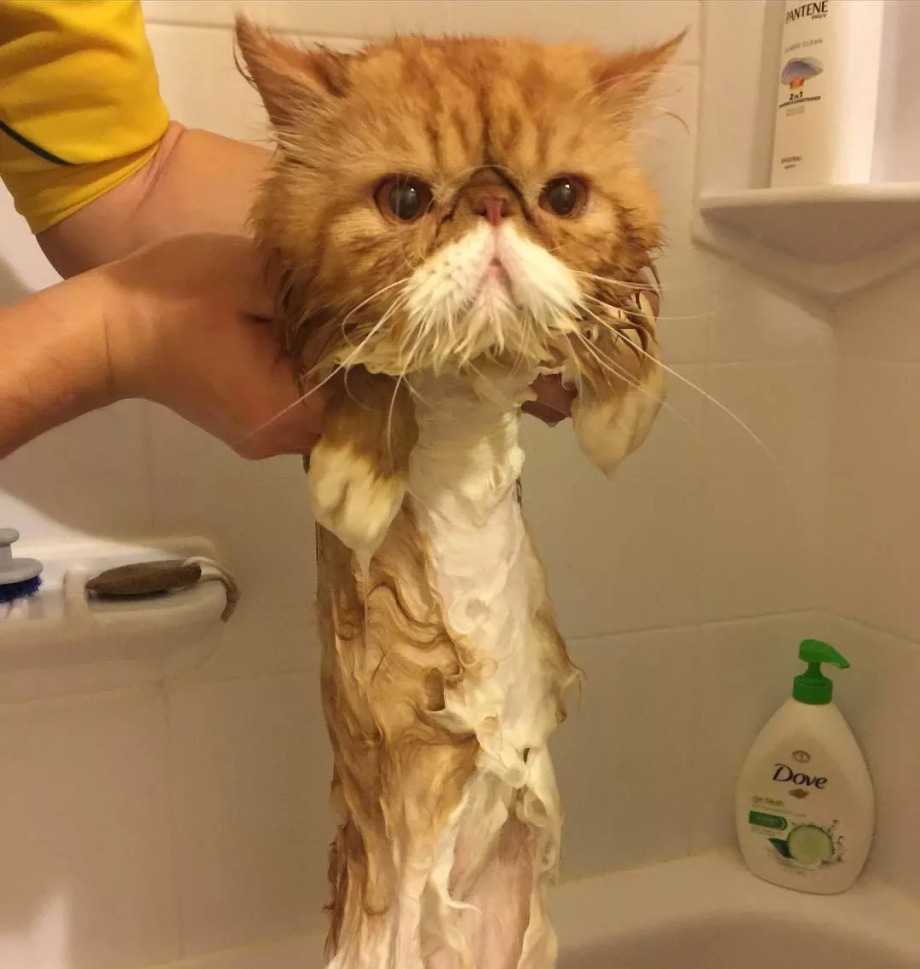Смешные моменты с котиками