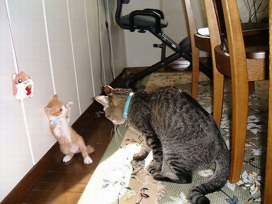 Котики шалят
