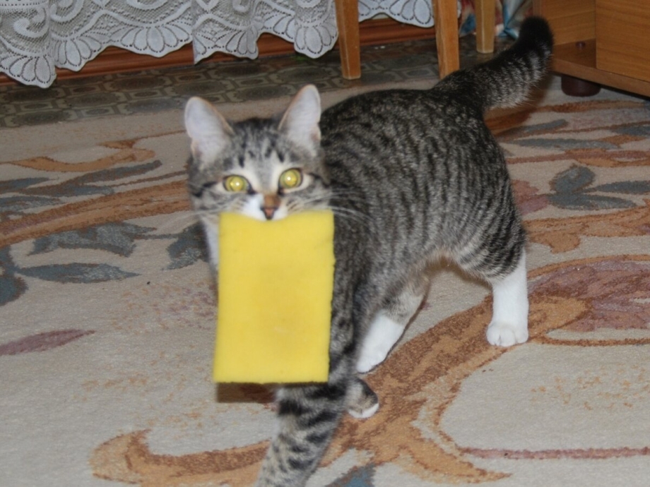 Мемы с котами до слез