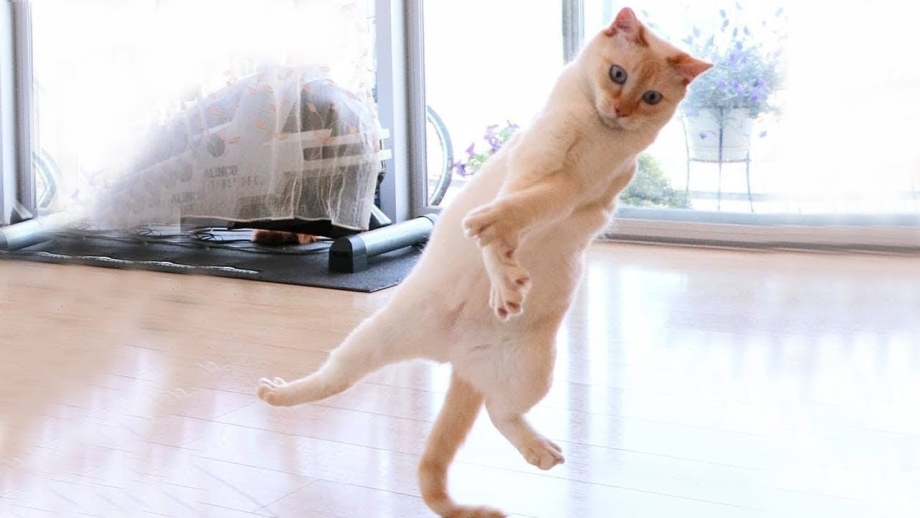 Смешной кот ржака
