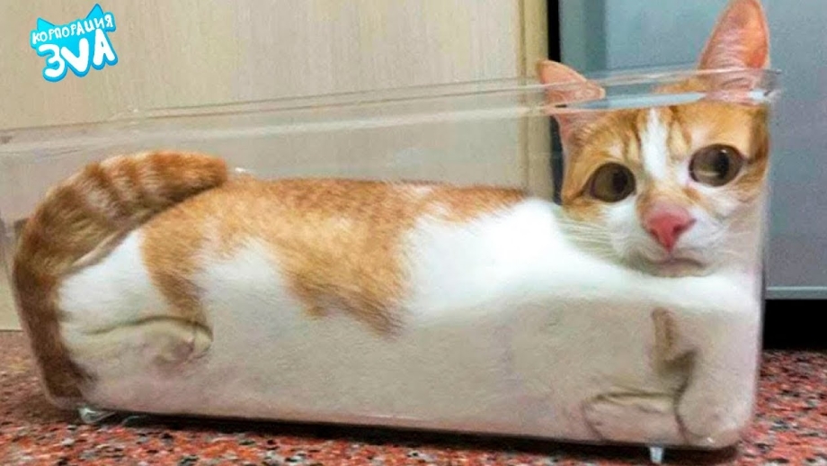 Смешные коты 2020