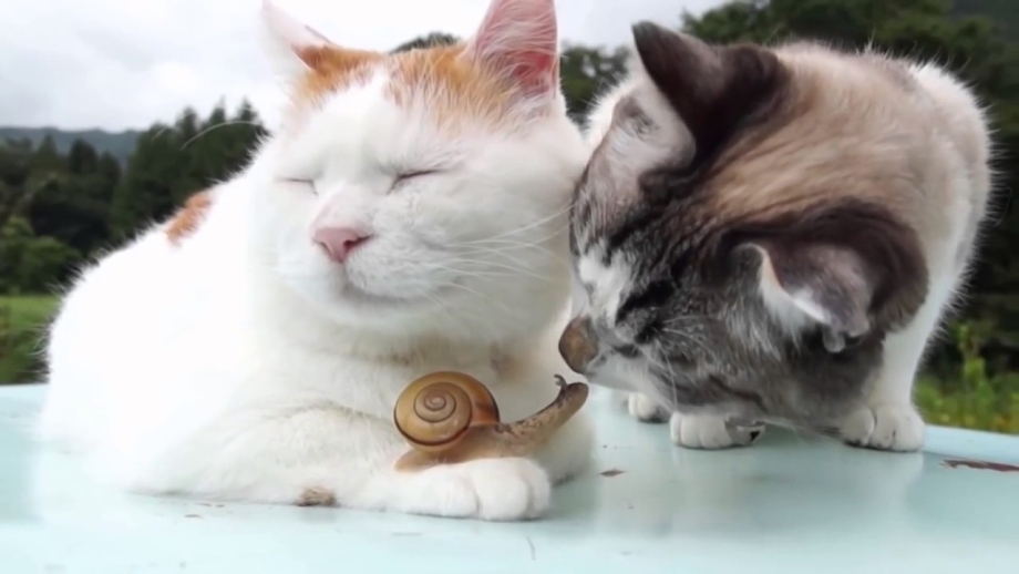 Смешные коты и кошки до слёз