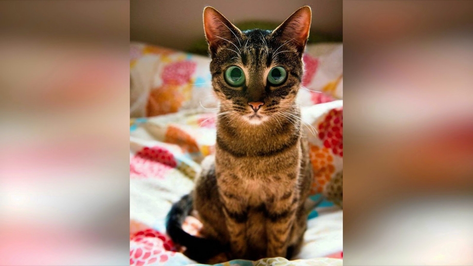 Смешные котики 2019