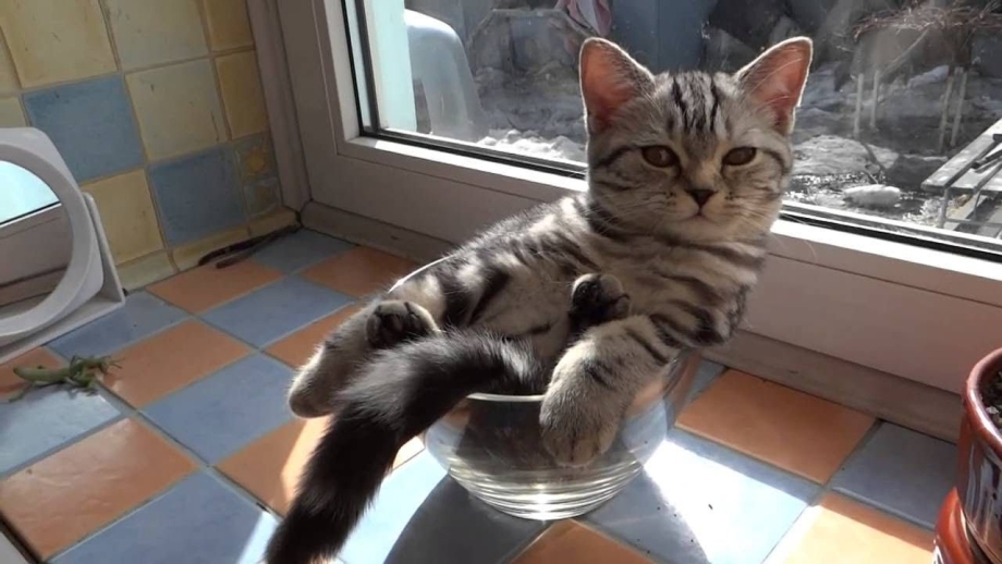 Коты с озвучкой