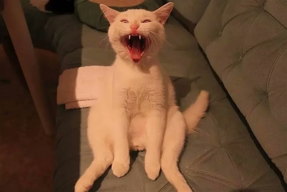 Смешной кот ржака