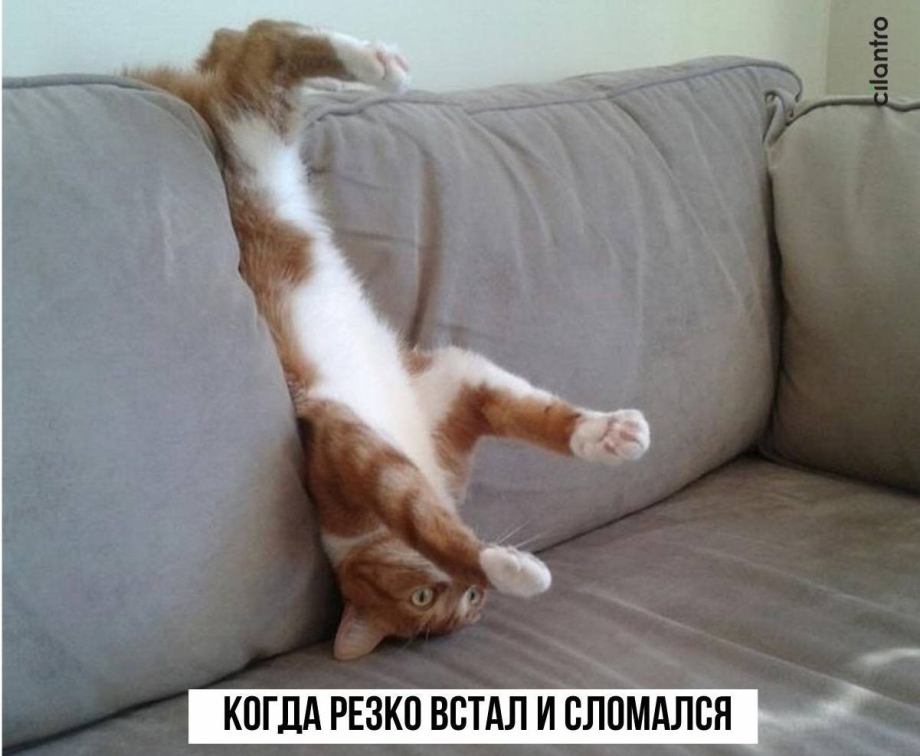 Кот развалился на диване