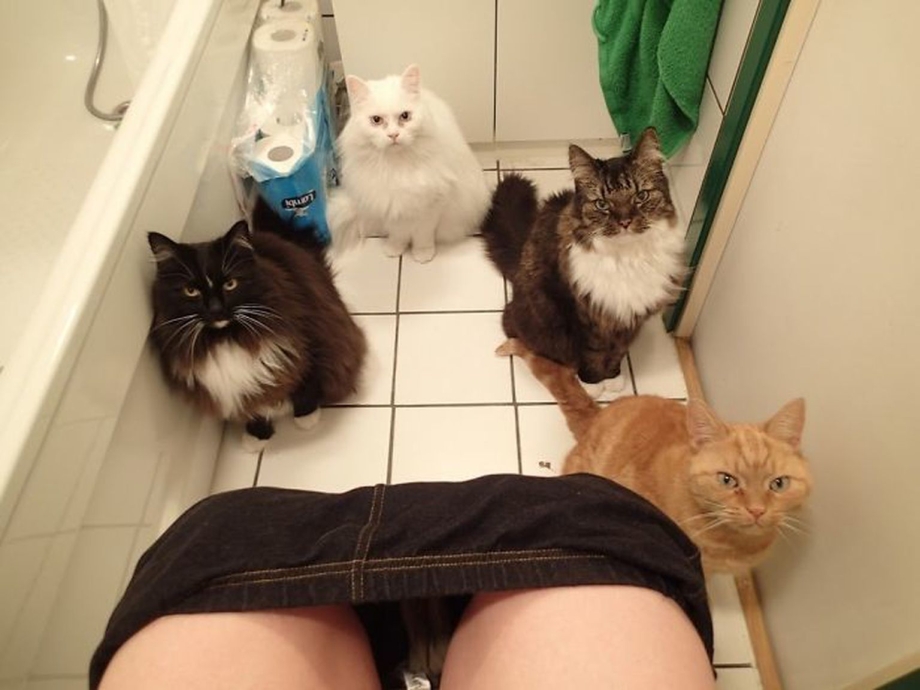 Коты в туалете с хозяином