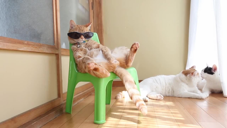 Кошачий релакс