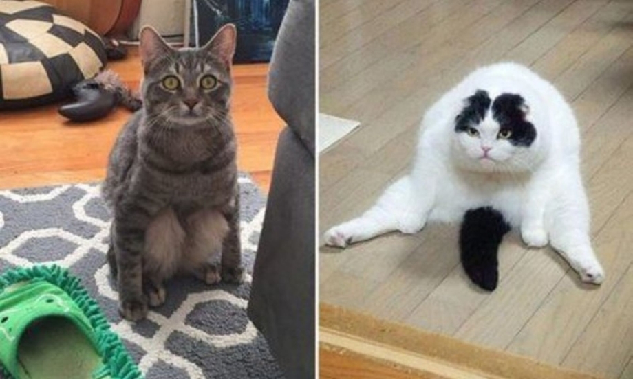 Кот странно сидит