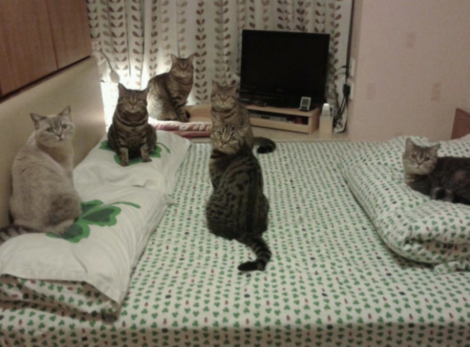Независимый кот