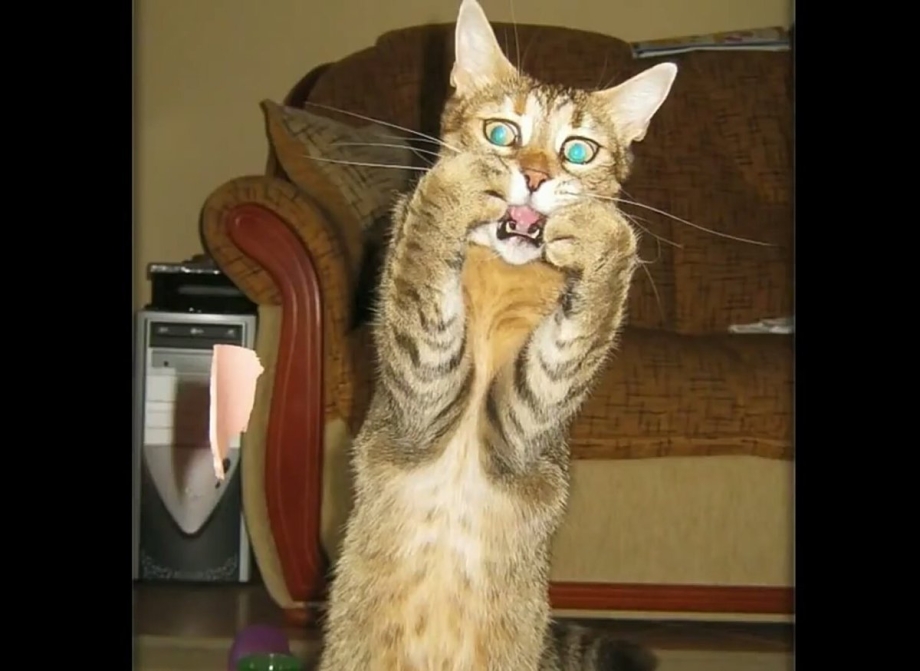 Коты ржачные до слез