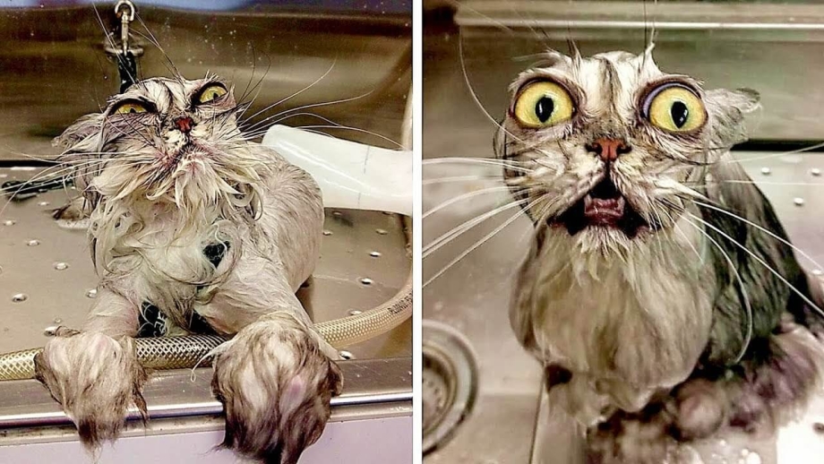 Смешной мокрый кот