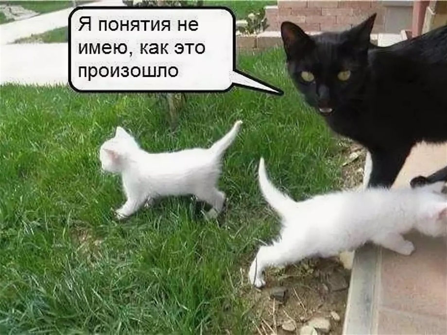 Котики приколы до слёз