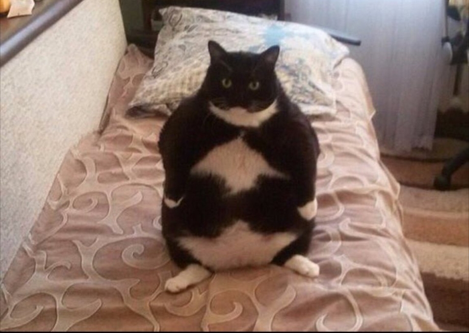 Жирные коты мемы