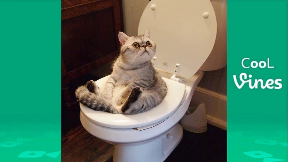 Кот облом