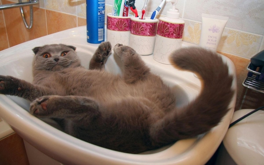 Смешные коты с озвучкой