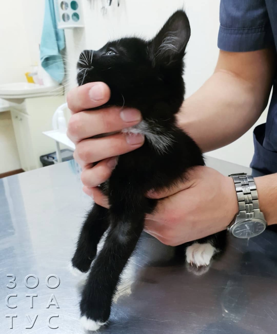 Лишай у кошек подмышки