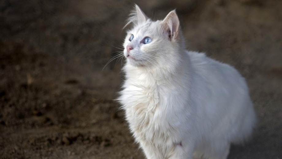 Кот породы турецкий Ван