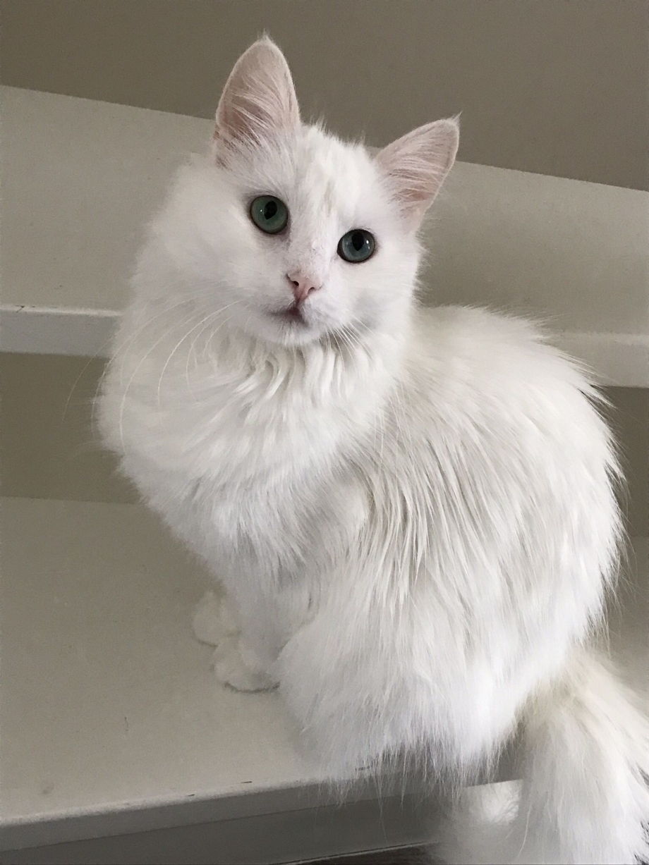 Ангорская кошка