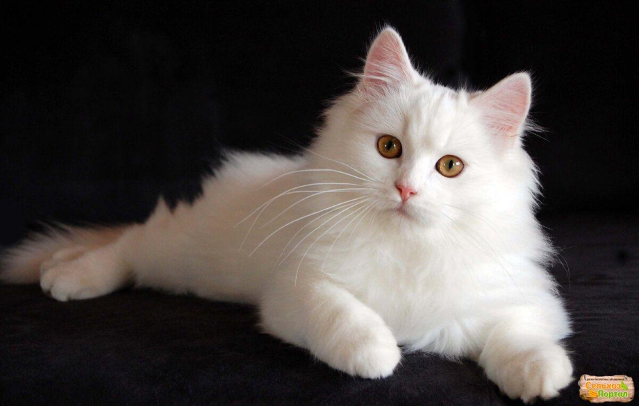 Ангорский кот белый