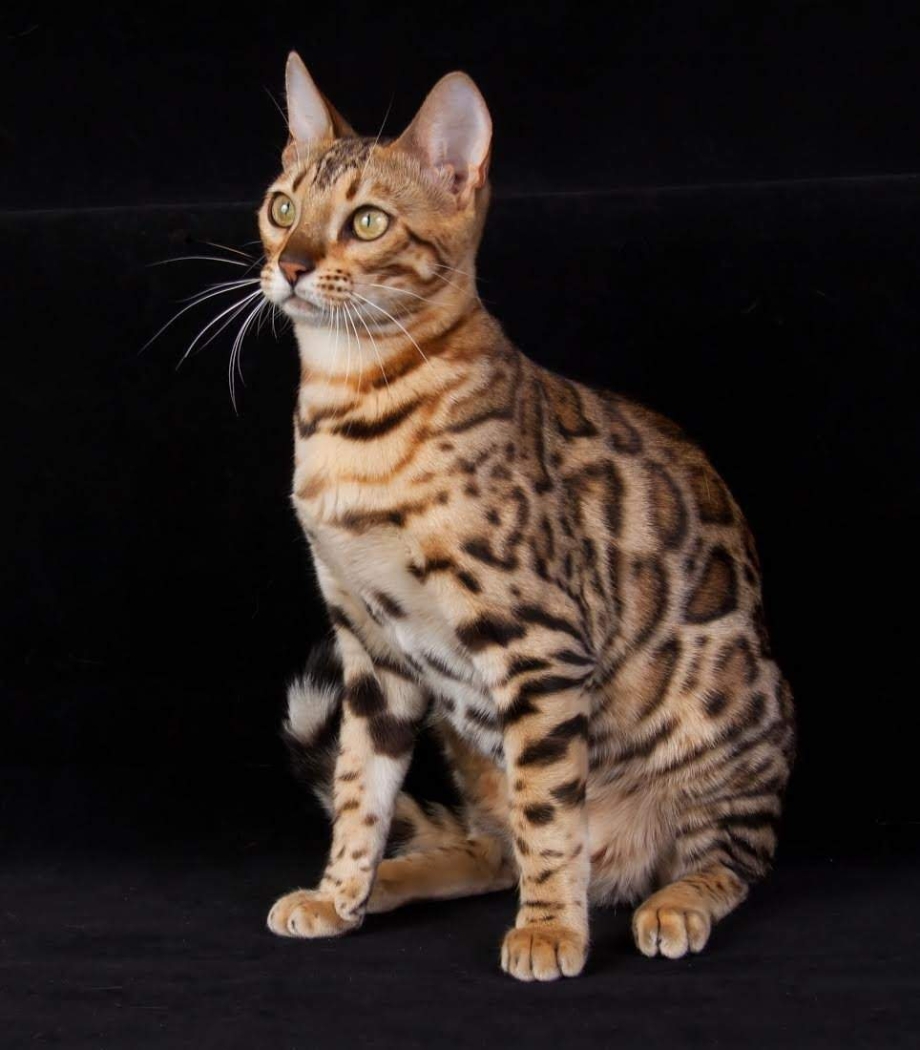 Бенгальская кошка Кашмир