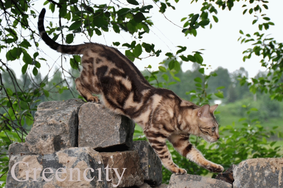 Бенгальский кот