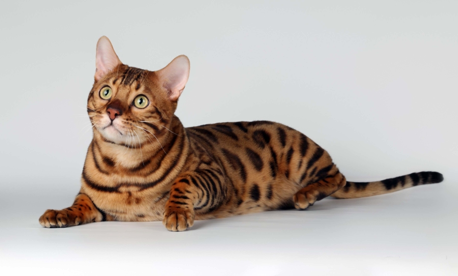 Бельгийская Бельгийская кошка