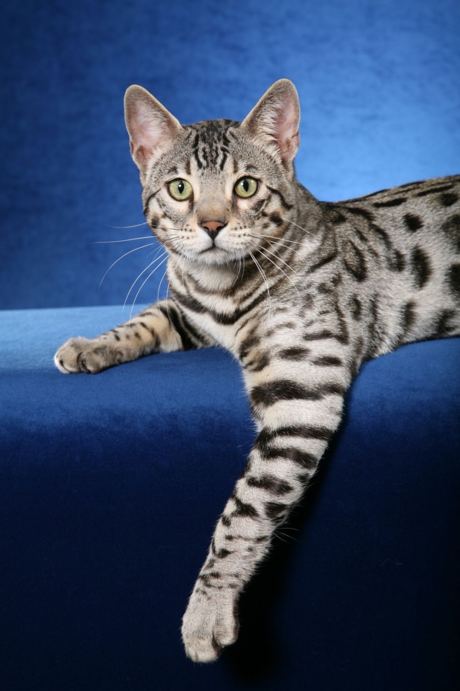 Бенгальский кот