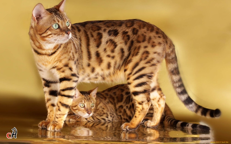 Бенгальская кошка