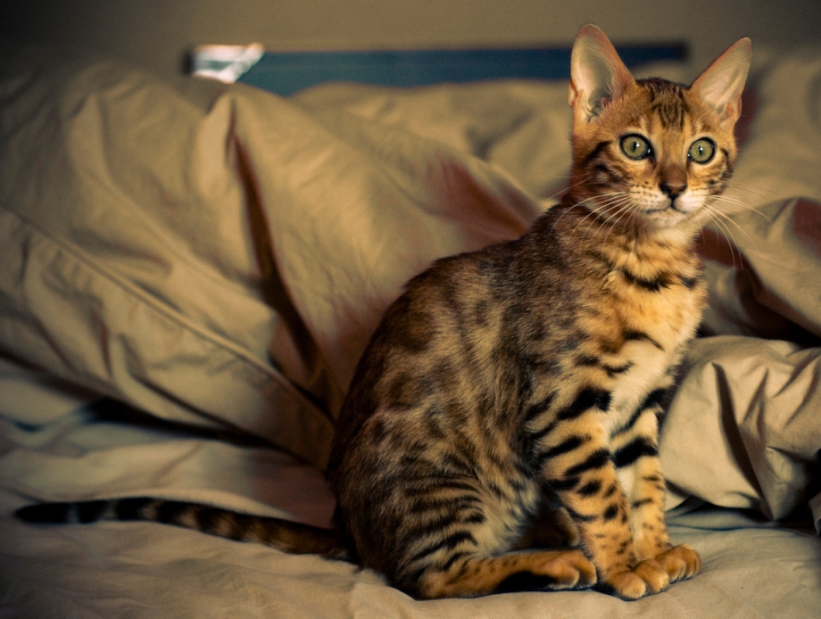 Саванна кошка