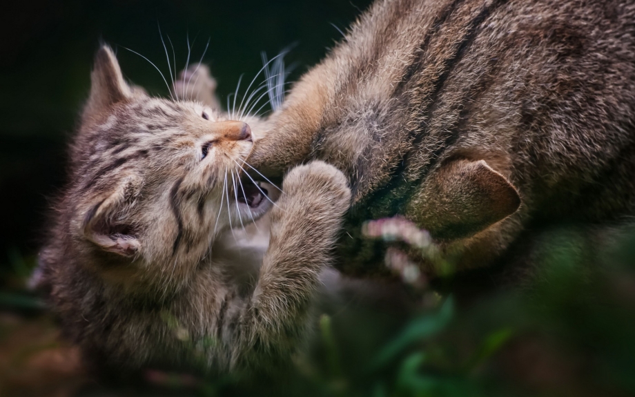 Кусачий котенок