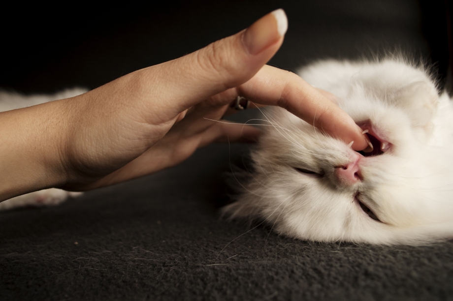 Кусачие коты