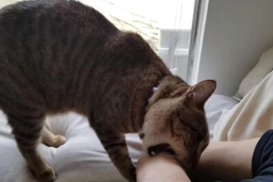 Кот вцепился