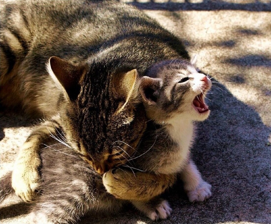 Кот кусает