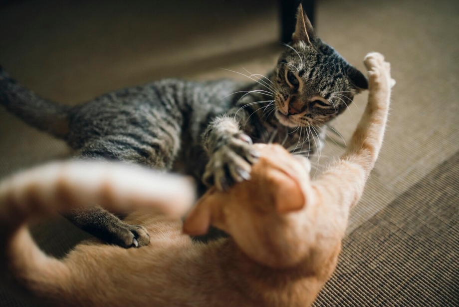 Кошка царапается