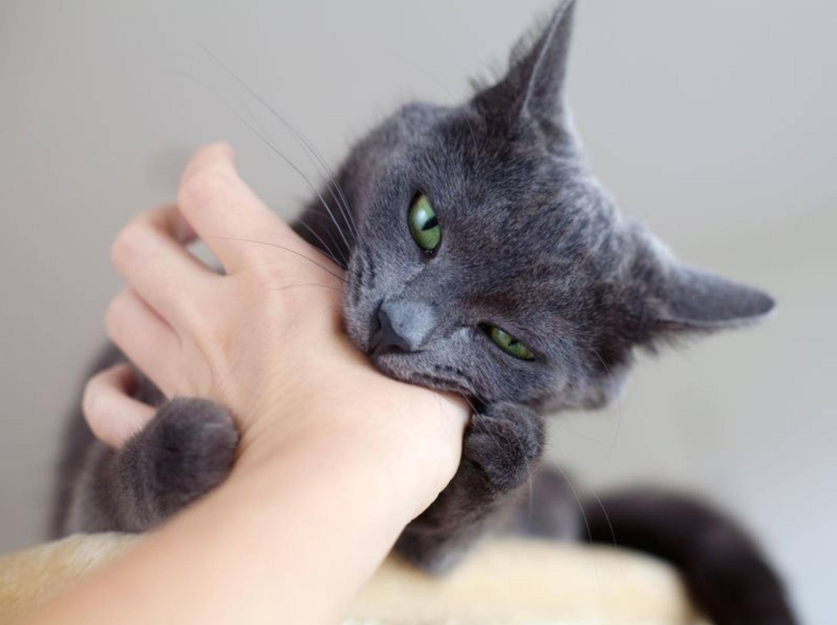 Кот кусает руку