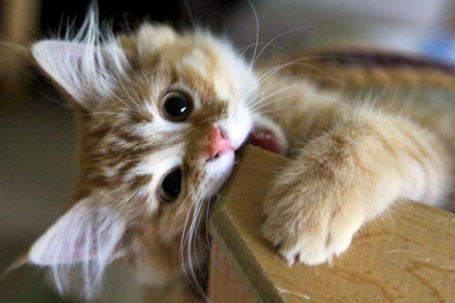 Котенок кусает