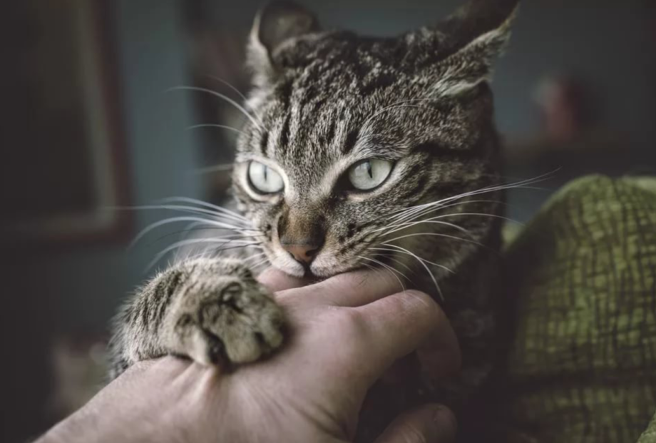 Кот кусает руку