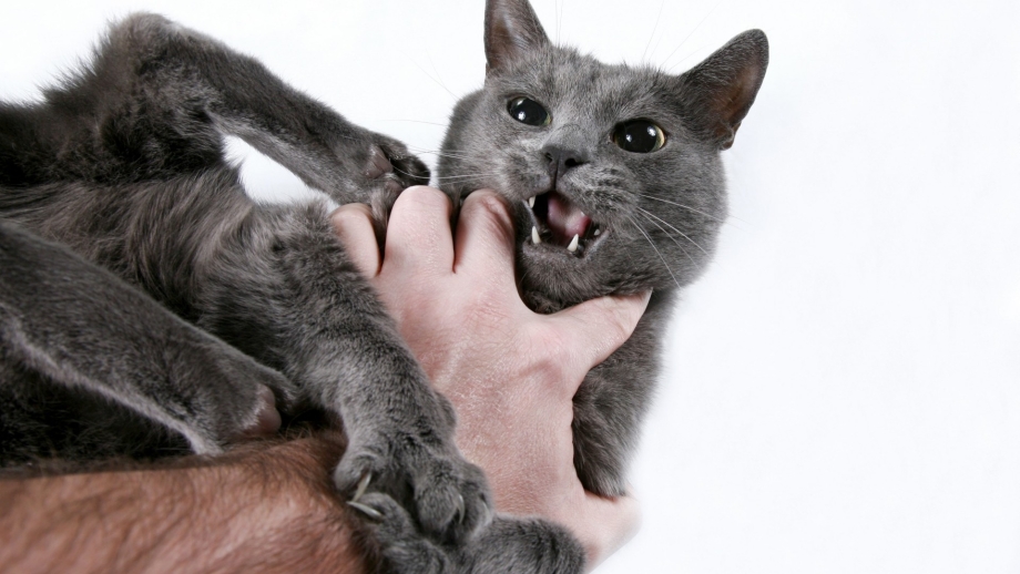 Кошки которые царапаются