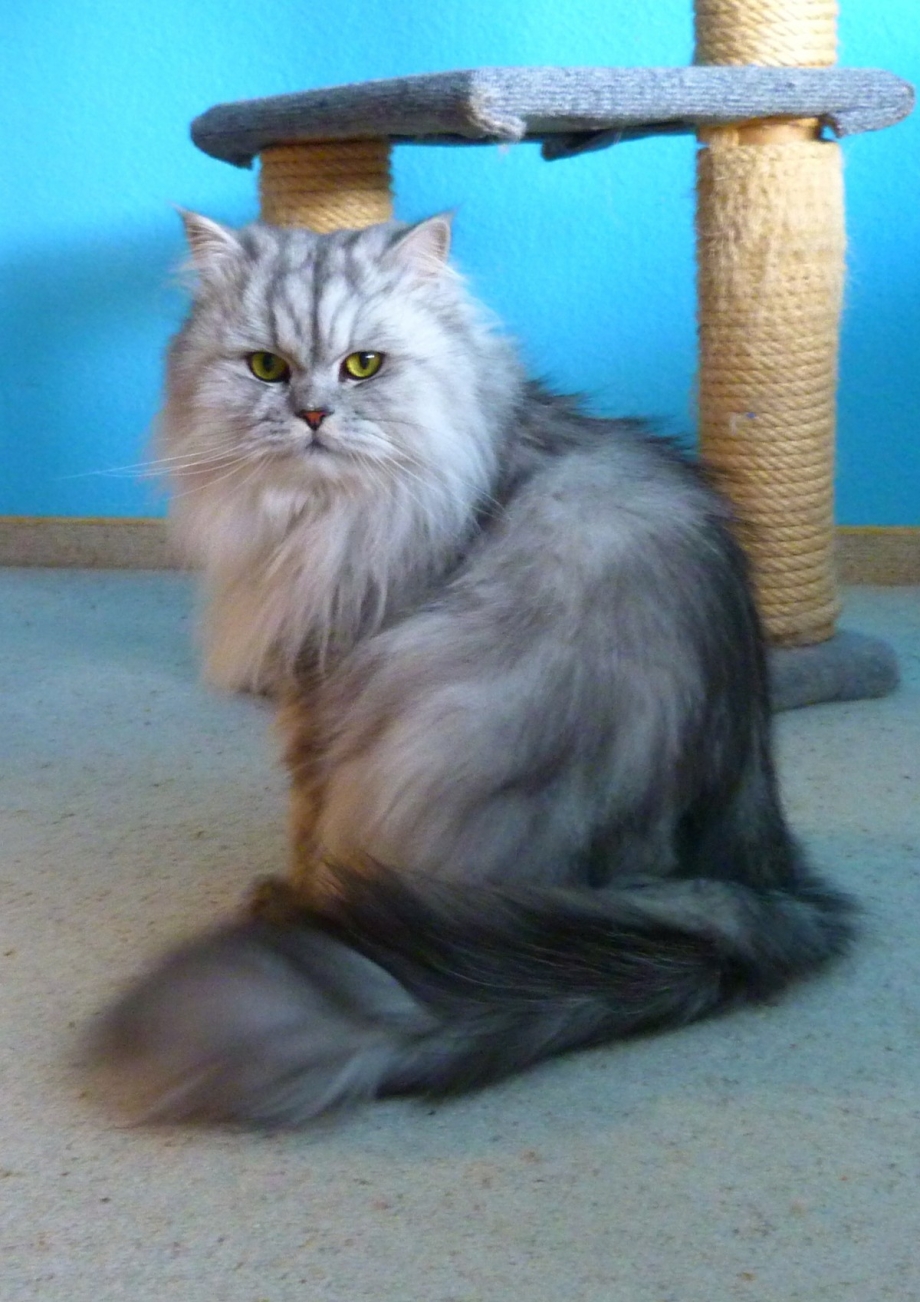 Кошка шиншилла длинношерстная