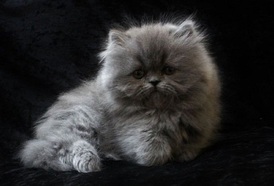 Персидская кошка котята